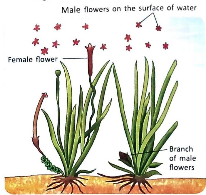 Aquatic plants display separate male and female flowers. Female flowers are stalked above water, and male flowers float on the water's surface. A branch of male flowers, likely for dispersal, is attached near the base of a plant.