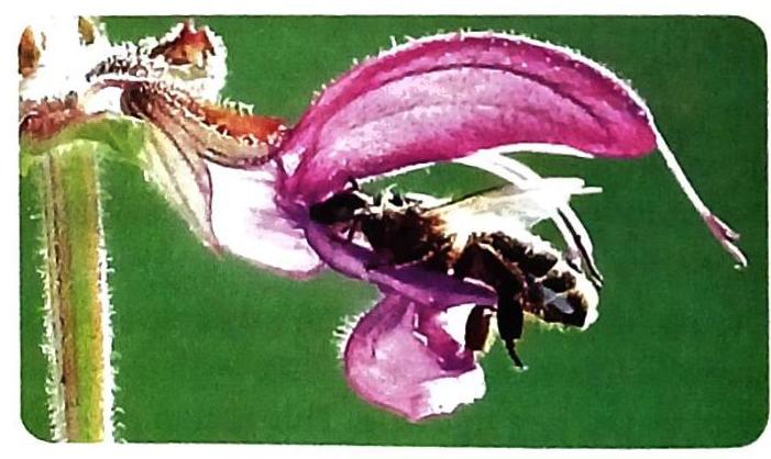 A bee is positioned on a vibrant pink flower, its body nestled within the petals. The flower has a distinct two-lipped shape and is attached to a fuzzy green stem. The background is a blurred green, drawing attention to the interaction between the bee and the bloom.