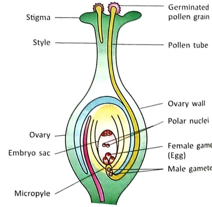 Diagram of a flower pistil showing a germinated pollen grain on the stigma, a pollen tube growing through the style into the ovary, and the embryo sac within the ovary. The embryo sac contains polar nuclei, the female gamete (egg), and the male gamete, with the pollen tube approaching the micropyle. The ovary wall is also labeled.