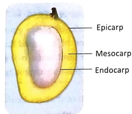 A cross-section of a mango fruit displays its three layers: the outermost epicarp (skin), the fleshy mesocarp (pulp), and the hard endocarp (seed coat).
