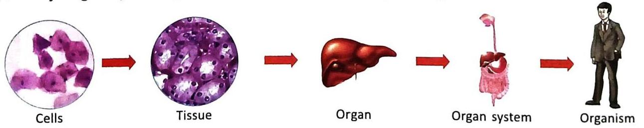 Biological organization progresses from cells to tissue, then to organs, organ systems, and finally to a complete organism. The image displays examples of each stage: a cluster of cells, a collection of tissues, a liver organ, a digestive organ system, and a human organism. Red arrows indicate the sequence of increasing complexity.
