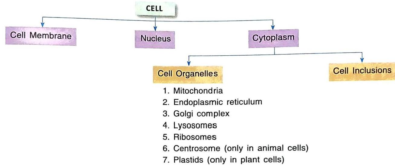 A diagram outlining the basic components of a cell. The cell is divided into Cell Membrane, Nucleus, and Cytoplasm. The Cytoplasm is further subdivided into Cell Organelles and Cell Inclusions. The listed Cell Organelles include Mitochondria, Endoplasmic reticulum, Golgi complex, Lysosomes, Ribosomes, Centrosome (in animal cells), and Plastids (in plant cells).