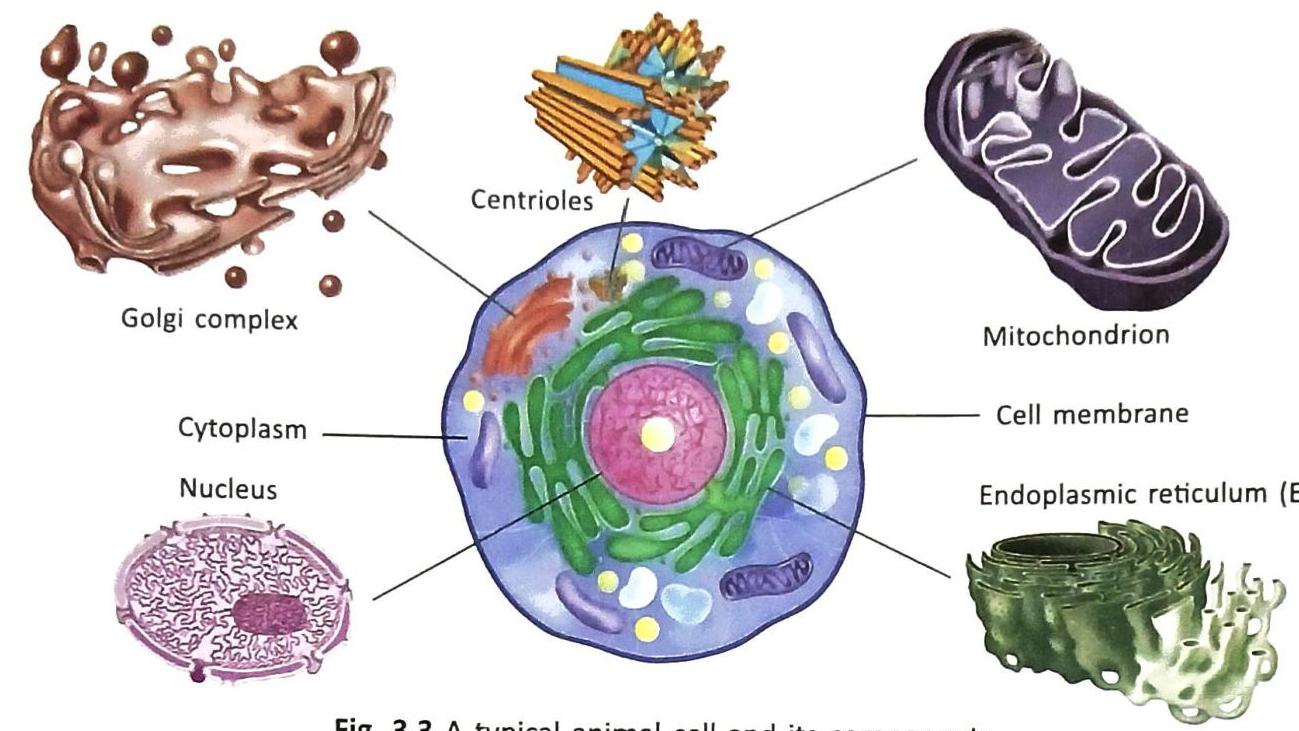 A diagram illustrating a typical animal cell, highlighting its key organelles. The central cell illustration shows the nucleus, cytoplasm, and various organelles such as the mitochondrion, Golgi complex, endoplasmic reticulum, and centrioles. Separate magnified views provide detailed representations of the Golgi complex, centrioles, mitochondrion, nucleus, and endoplasmic reticulum.