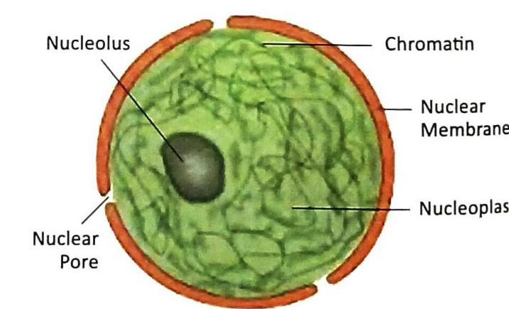 Diagram of a cell nucleus, showing the nucleolus, chromatin, nuclear membrane, nucleoplasm, and a nuclear pore.