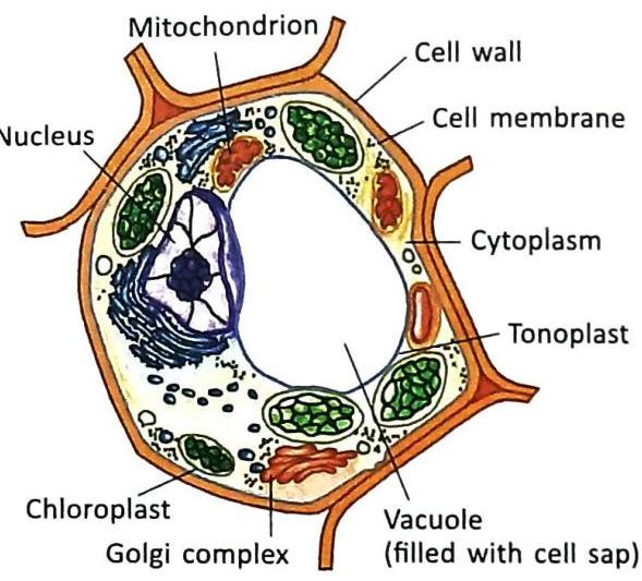 A diagram illustrating a plant cell, featuring a prominent central vacuole enclosed by the tonoplast. The cytoplasm contains labeled organelles including the nucleus, mitochondria, chloroplasts, and Golgi complex. The cell is surrounded by a cell membrane and a rigid cell wall.