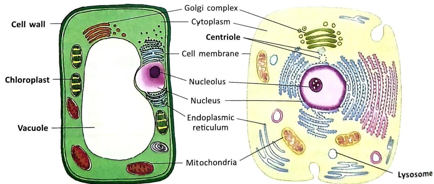 Two diagrams illustrate a plant cell and an animal cell, with labeled organelles. The plant cell, characterized by a rigid cell wall, contains chloroplasts, a large vacuole, nucleus, nucleolus, cytoplasm, endoplasmic reticulum, and mitochondria. The animal cell, with an irregular shape and cell membrane, features centrioles, nucleus, nucleolus, cytoplasm, endoplasmic reticulum, mitochondria, Golgi complex, and lysosomes.