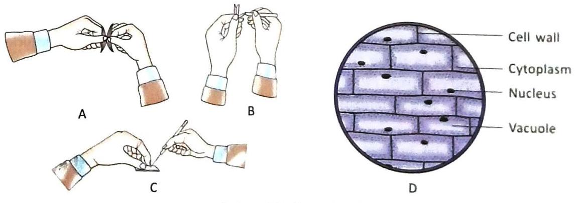 Diagrams illustrate the preparation of a biological specimen for microscopic observation and a view of plant cells. Figures A, B, and C show hands performing steps in specimen preparation: tearing a leaf, handling material with forceps, and spreading it on a slide with a needle. Figure D displays a magnified view of rectangular plant cells, with labels pointing to the cell wall, cytoplasm, nucleus, and vacuole.
