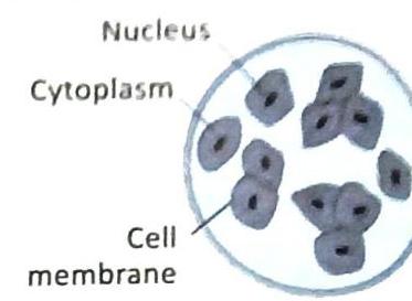 Cells are shown within a circular boundary. Each cell contains a nucleus, cytoplasm, and is enclosed by a cell membrane.