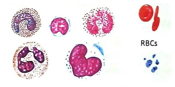 Various blood cells are displayed, including neutrophils, a lymphocyte, an eosinophil, a monocyte, red blood cells (RBCs), and platelets. The cells are presented with differential staining that accentuates nuclear and cytoplasmic features.
