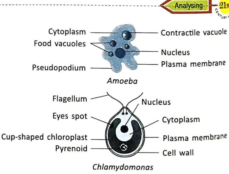 Diagrams illustrate the structures of Amoeba and Chlamydomonas. Amoeba is shown with labeled cytoplasm, food vacuoles, pseudopodium, contractile vacuole, nucleus, and plasma membrane. Chlamydomonas is depicted with labeled flagellum, eyes spot, cup-shaped chloroplast, pyrenoid, nucleus, cytoplasm, plasma membrane, and cell wall. A header reads 'Analysing - 21st'.