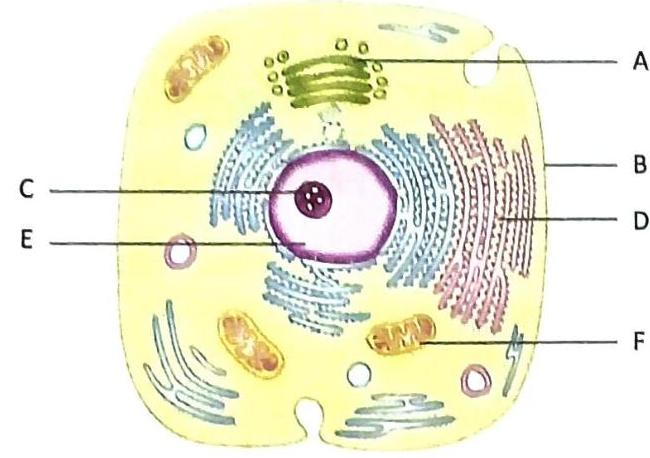 An animal cell diagram shows the plasma membrane (A), rough endoplasmic reticulum (B), nucleus (C), smooth endoplasmic reticulum (D), a lysosome or peroxisome (E), and mitochondria (F). The nucleus contains a nucleolus. Other organelles visible include the Golgi apparatus and vesicles.