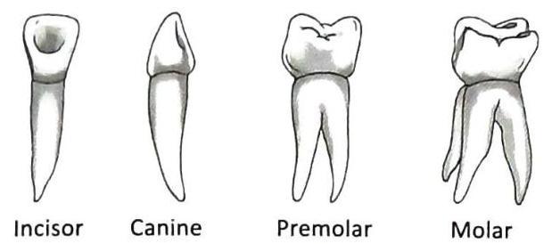 Illustrations of four types of teeth—Incisor, Canine, Premolar, and Molar—are presented side-by-side with their corresponding labels.