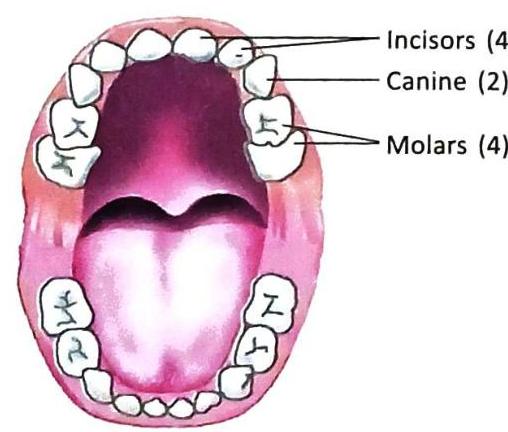An overhead view of the upper teeth and mouth, labeling Incisors (4), Canine (2), and Molars (4).