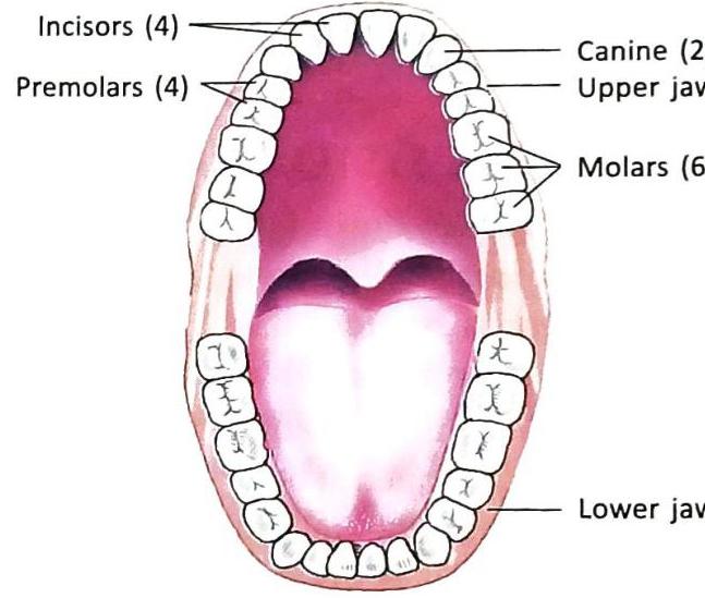 An open mouth reveals the upper and lower dental arches. The upper jaw is labeled, identifying Incisors (4), Premolars (4), Canines (2), and Molars (6). The lower jaw is also visible.