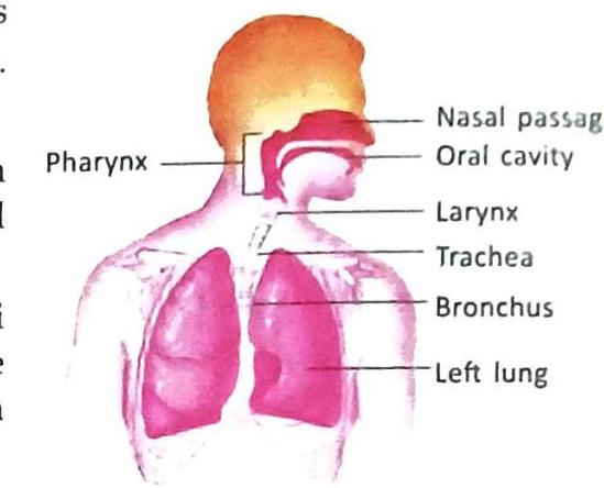 Diagram of the human respiratory system showing the nasal passage, oral cavity, pharynx, larynx, trachea, bronchus, and left lung.