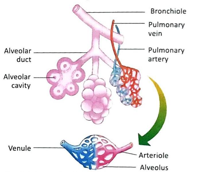 The illustration depicts lung alveoli and associated pulmonary blood vessels. It shows a bronchiole leading to alveolar ducts, which terminate in alveolar sacs and individual alveolar cavities. A pulmonary artery (carrying deoxygenated blood, shown in blue and red) branches and forms a capillary network around the alveoli, while a pulmonary vein (carrying oxygenated blood, shown in red and blue) collects blood. A separate diagram shows an arteriole transitioning into a capillary network around an alveolus, with venules collecting blood, indicating gas exchange.