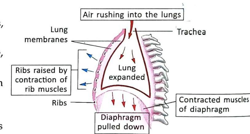 Inhalation occurs as contracted rib muscles raise the ribs, and the contracted diaphragm moves downward. These actions expand the thoracic cavity, causing the lungs to expand and air to rush into the trachea.