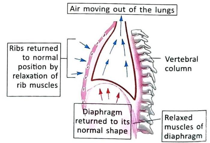The image illustrates exhalation, depicting the thoracic cavity with the vertebral column, ribs, and diaphragm. Air is shown moving out of the lungs. The ribs have returned to their normal position due to the relaxation of the rib muscles, and the diaphragm has relaxed and returned to its normal dome shape, which reduces the thoracic volume and expels air.