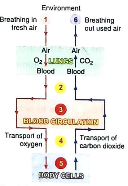 The diagram illustrates the exchange of respiratory gases. Oxygen from the environment is inhaled into the lungs (1), where it passes into the blood. This oxygenated blood is circulated (3) to body cells (5), delivering oxygen. Carbon dioxide, a waste product from body cells, is transported by the blood back to the lungs and expelled into the environment (6). The transport of oxygen is indicated by (2), and the transport of carbon dioxide by (4).