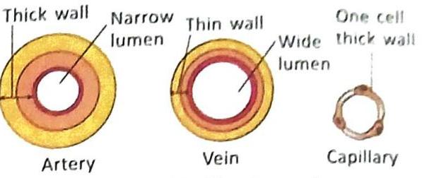 06._Human_Circulatory_System_img_3