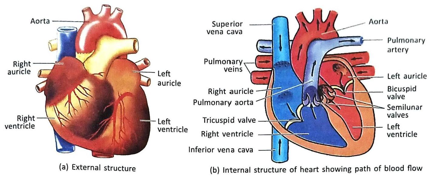 06._Human_Circulatory_System_img_5