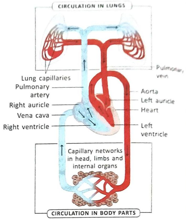 06._Human_Circulatory_System_img_7