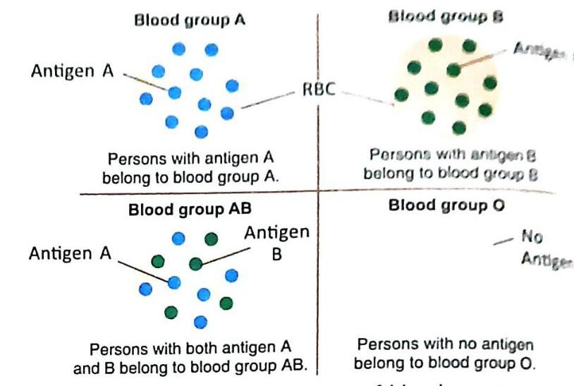 06._Human_Circulatory_System_img_11