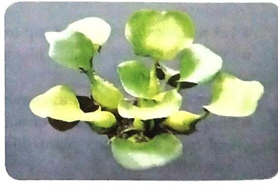 A cluster of light green, buoyant leaves in a rosette formation floats on a calm, greyish-blue surface.