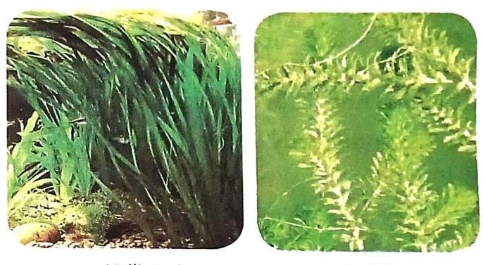 Two panels display different aquatic plants. The left panel features a dense growth of tall, green, blade-like aquatic vegetation with a rock and gravel substrate. The right panel shows a close-up of delicate, branched green aquatic plants.