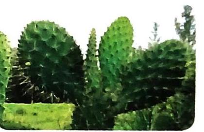 Several green paddle cacti with visible spines are arranged against a white background, with some green ground cover at the base.