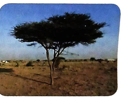 A lone acacia tree stands in a dry, grassy landscape under a clear blue sky, with distant structures visible on the horizon.