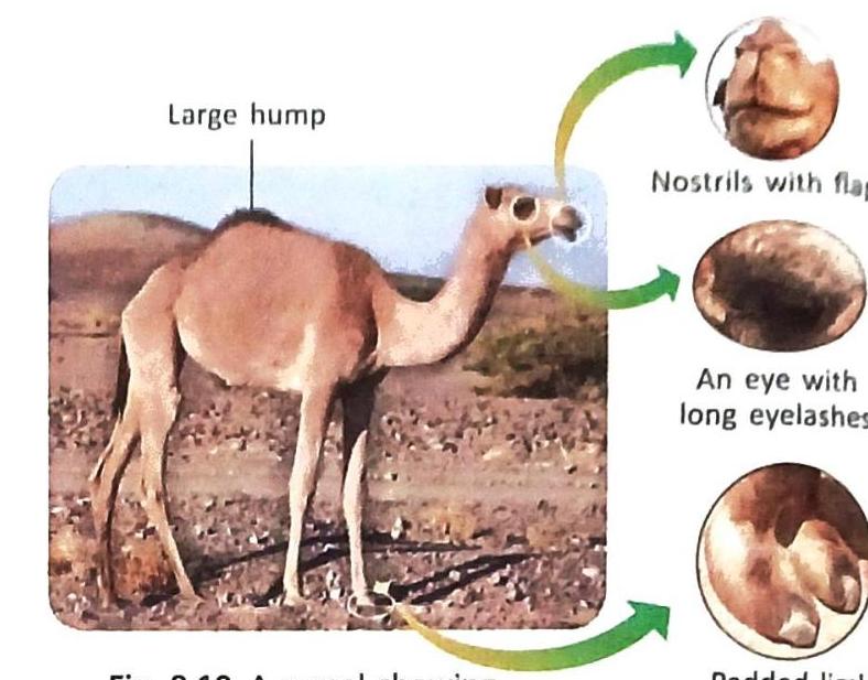 A camel is depicted in a desert landscape, with labels highlighting its adaptations: a large hump, nostrils with flaps, an eye with long eyelashes, and padded feet.