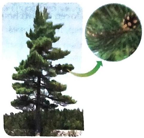 A pine tree is depicted with a circular inset showing a close-up of a pine cone on a branch, connected by a green arrow.
