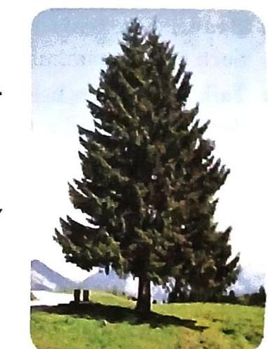 A large evergreen tree stands in a grassy field with shadows. Mountains and a body of water are visible in the background beneath a blue sky. Two dark, bench-like structures are placed in the foreground.