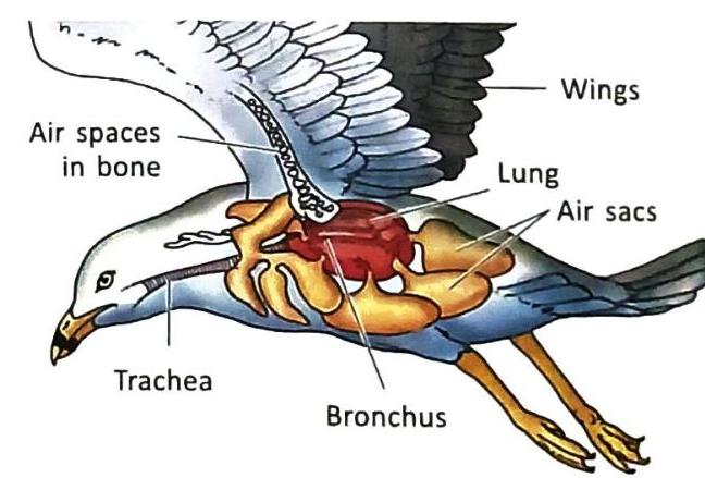 Anatomical illustration of a bird in flight, detailing its respiratory system with lungs, air sacs, trachea, and bronchus. It also labels the wings and points out air spaces within the bones.