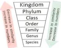 02._Kingdom_Classification_img_4