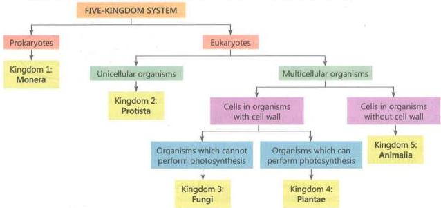 02._Kingdom_Classification_img_7