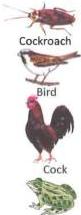 03._Kingdom_Animalia_img_5