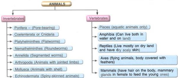 03._Kingdom_Animalia_img_6
