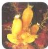 03._Kingdom_Animalia_img_7