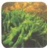 03._Kingdom_Animalia_img_8