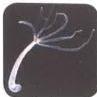 03._Kingdom_Animalia_img_10