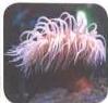 03._Kingdom_Animalia_img_11