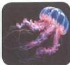 03._Kingdom_Animalia_img_12
