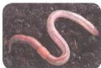 03._Kingdom_Animalia_img_17