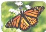 03._Kingdom_Animalia_img_22
