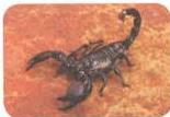 03._Kingdom_Animalia_img_23