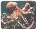 03._Kingdom_Animalia_img_25