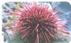 03._Kingdom_Animalia_img_28