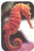 03._Kingdom_Animalia_img_30